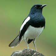 Oriental Magpie-Robin