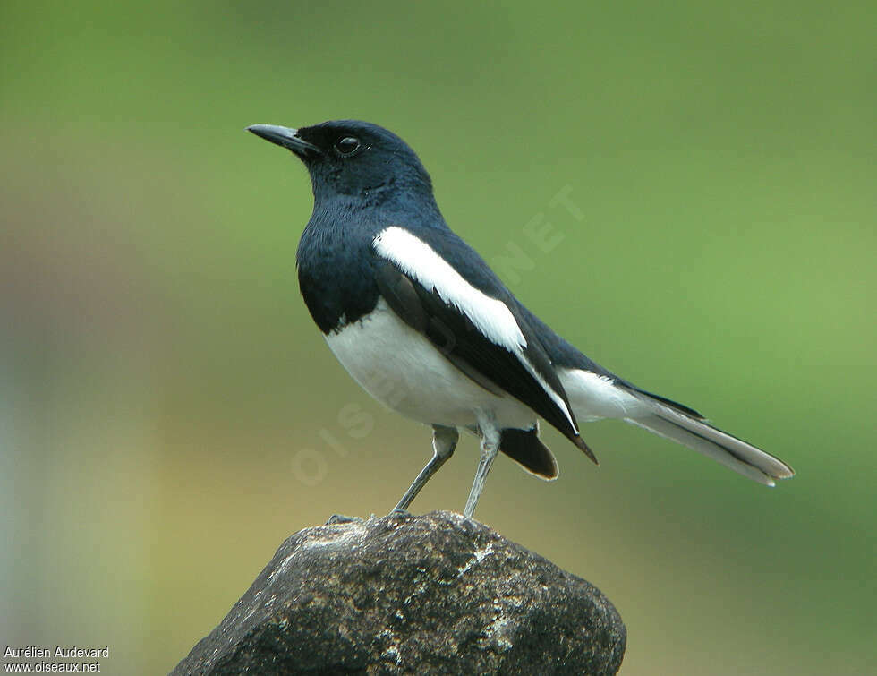 Oriental Magpie-Robin male adult breeding, identification