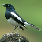 Oriental Magpie-Robin