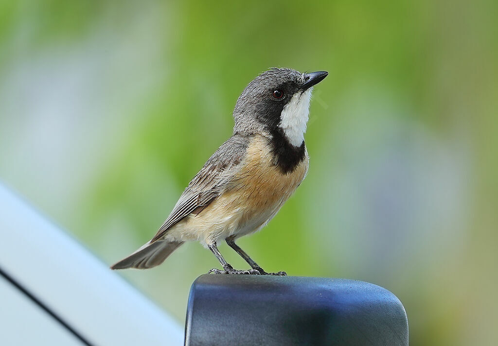 Rufous Whistler male adult, identification