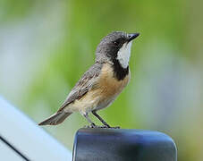 Rufous Whistler