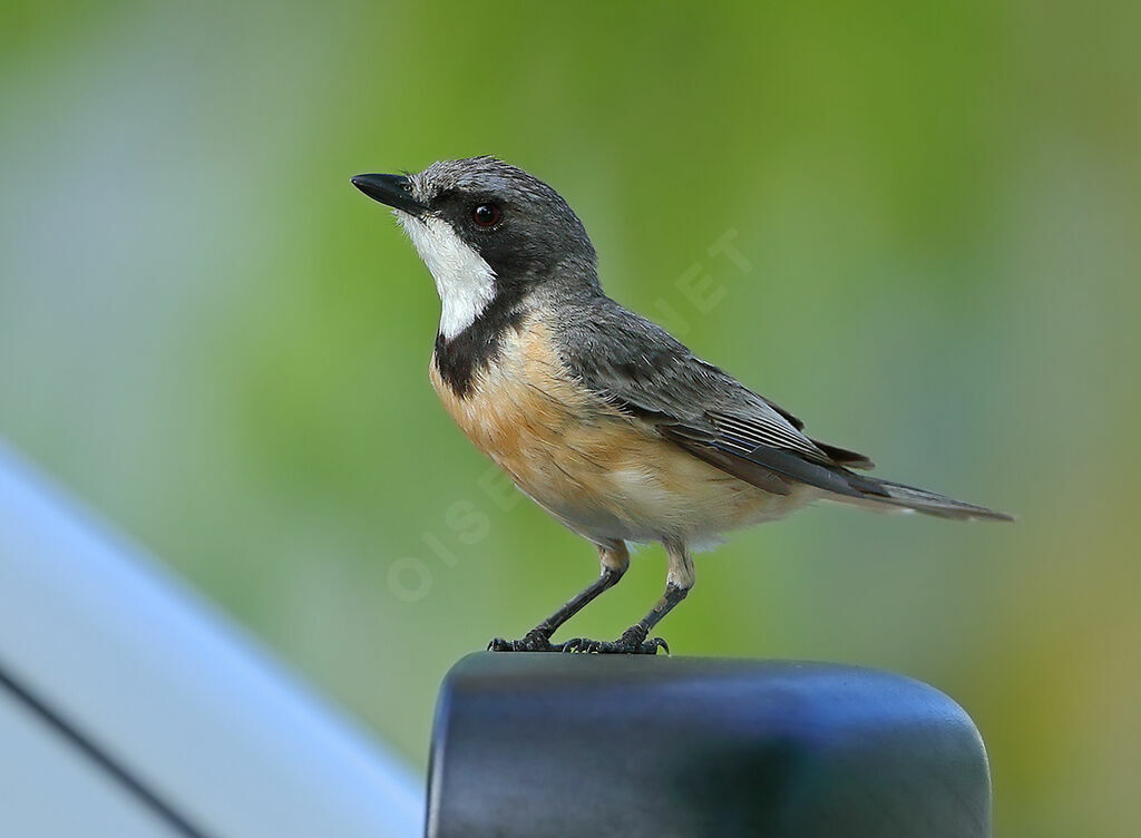 Siffleur itchong mâle, identification