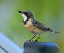 Rufous Whistler