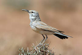 Greater Hoopoe-Lark