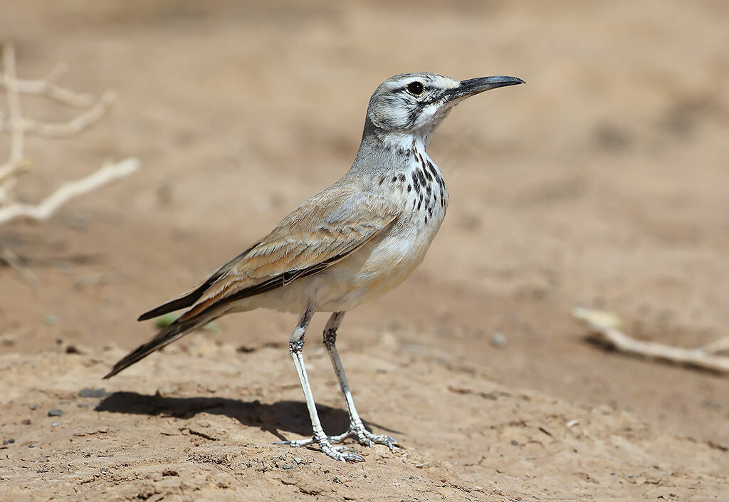 Greater Hoopoe-Lark male adult, identification