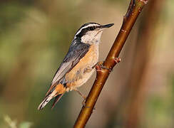 Red-breasted Nuthatch