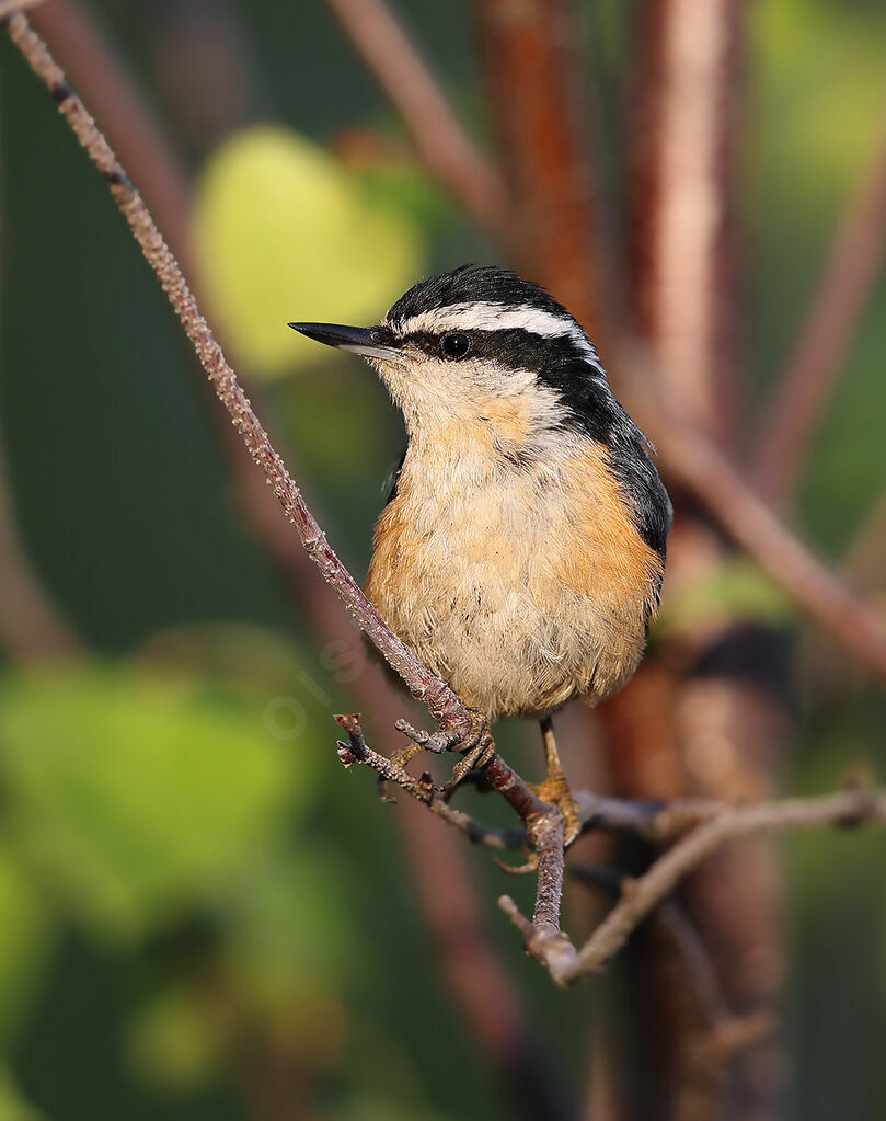 Red-breasted Nuthatch