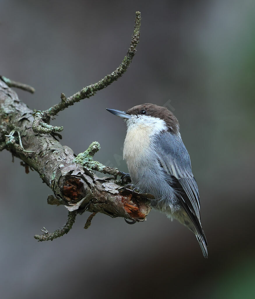 Sittelle à tête brune