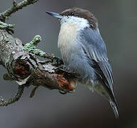 Brown-headed Nuthatch