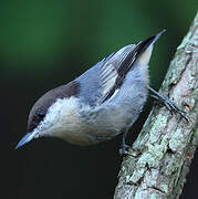 Brown-headed Nuthatch