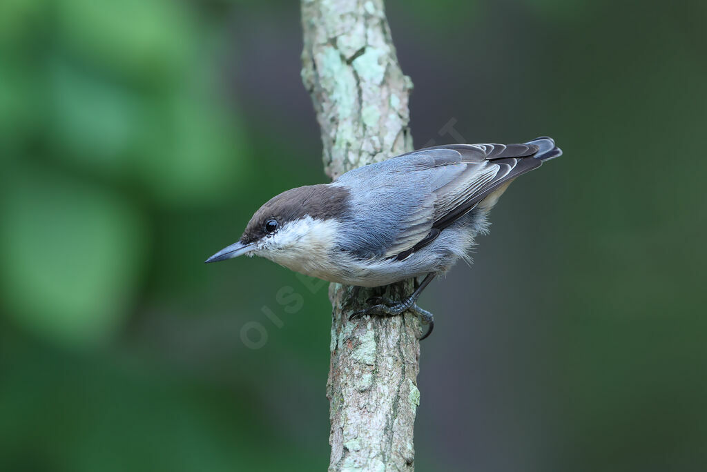 Brown-headed Nuthatch