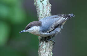 Brown-headed Nuthatch