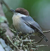 Brown-headed Nuthatch
