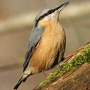 Eurasian Nuthatch