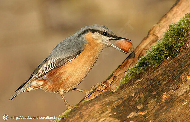 Eurasian Nuthatch