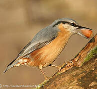 Eurasian Nuthatch