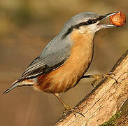 Eurasian Nuthatch