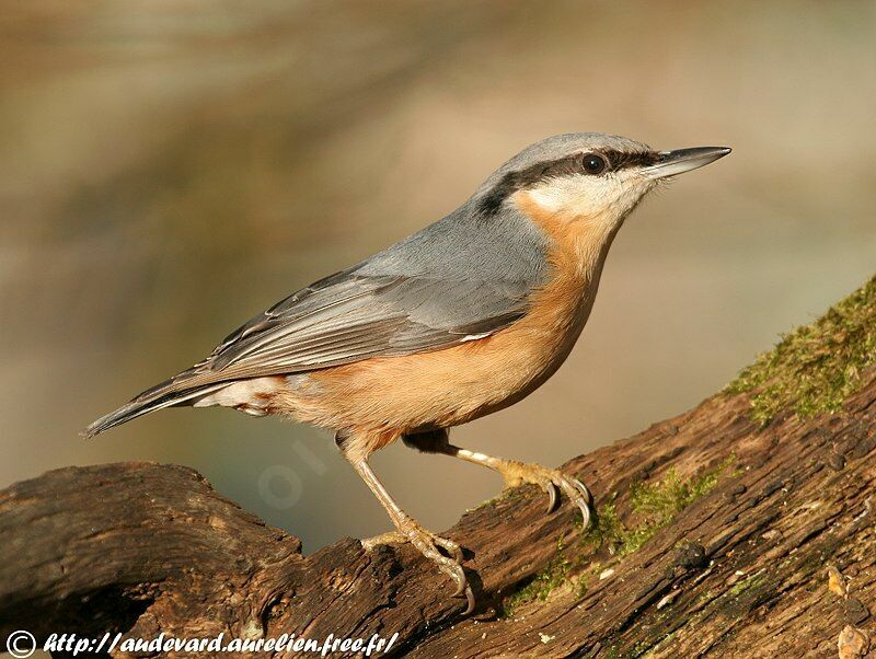 Eurasian Nuthatch