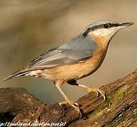 Eurasian Nuthatch