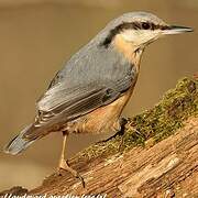 Eurasian Nuthatch