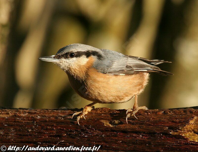 Eurasian Nuthatchadult post breeding