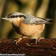 Eurasian Nuthatch