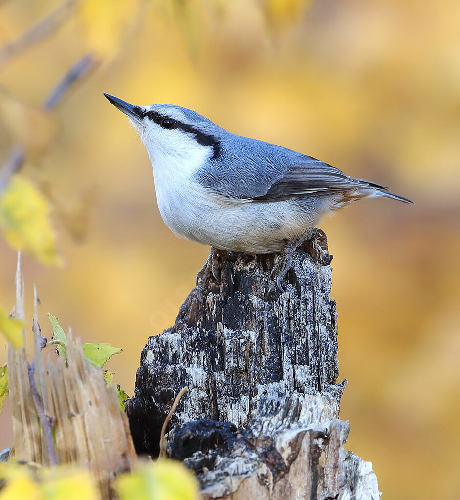 Eurasian Nuthatch