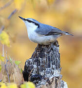 Eurasian Nuthatch