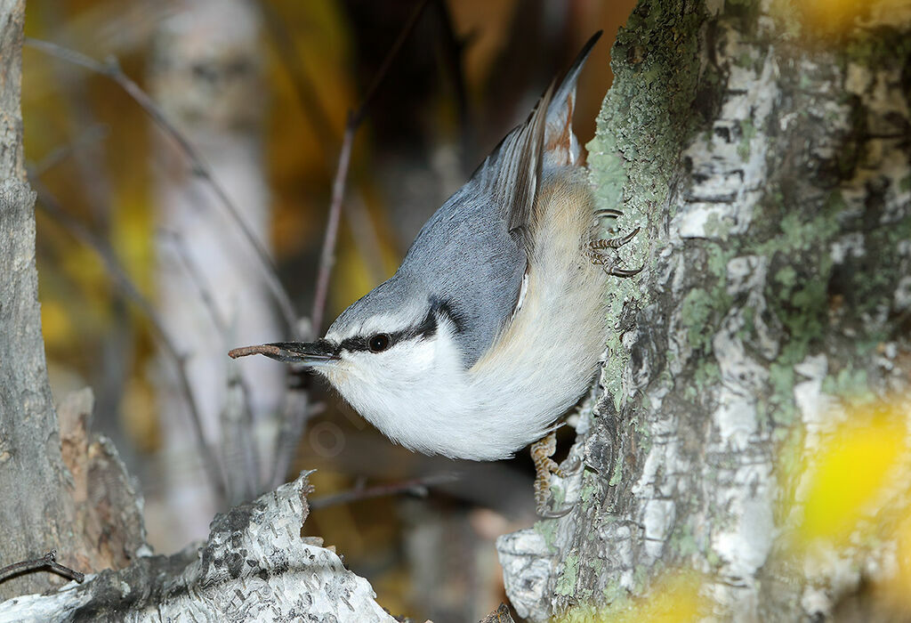 Eurasian Nuthatch