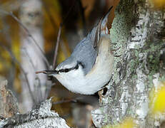 Eurasian Nuthatch