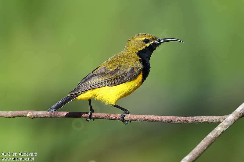 Olive-backed Sunbird, identification