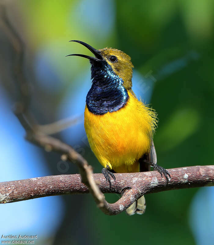 Olive-backed Sunbird male adult, identification, song