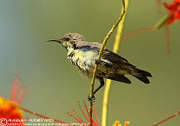 Purple Sunbird