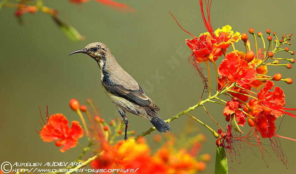 Purple Sunbird