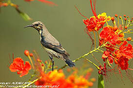 Purple Sunbird