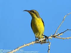 Purple Sunbird