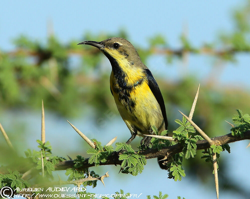 Purple Sunbird