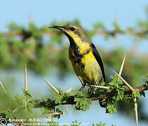 Purple Sunbird