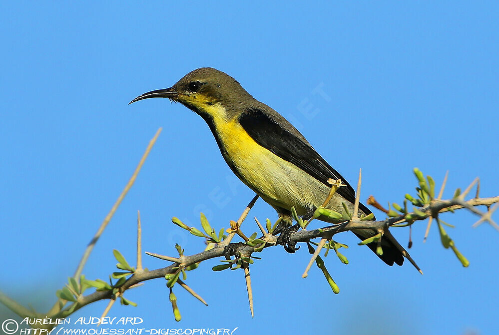 Purple Sunbird