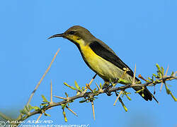 Purple Sunbird