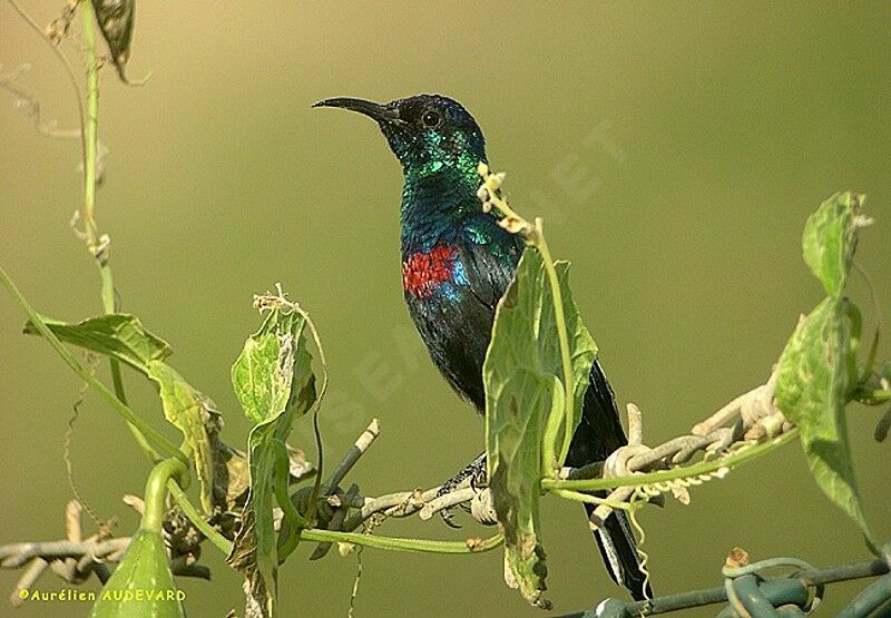 Shining Sunbird