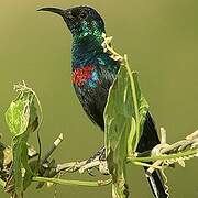 Shining Sunbird