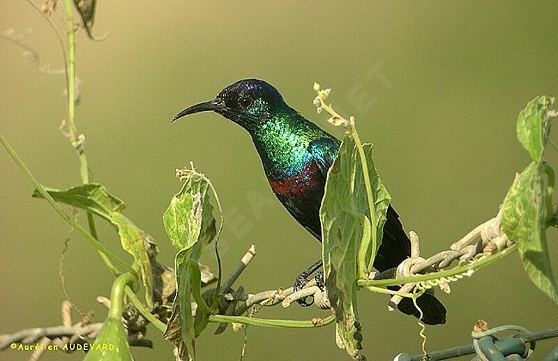 Shining Sunbird