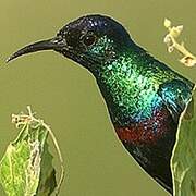 Shining Sunbird