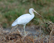 Yellow-billed Spoonbill