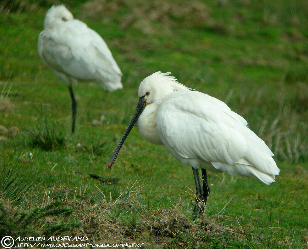 Eurasian Spoonbill