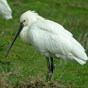 Eurasian Spoonbill