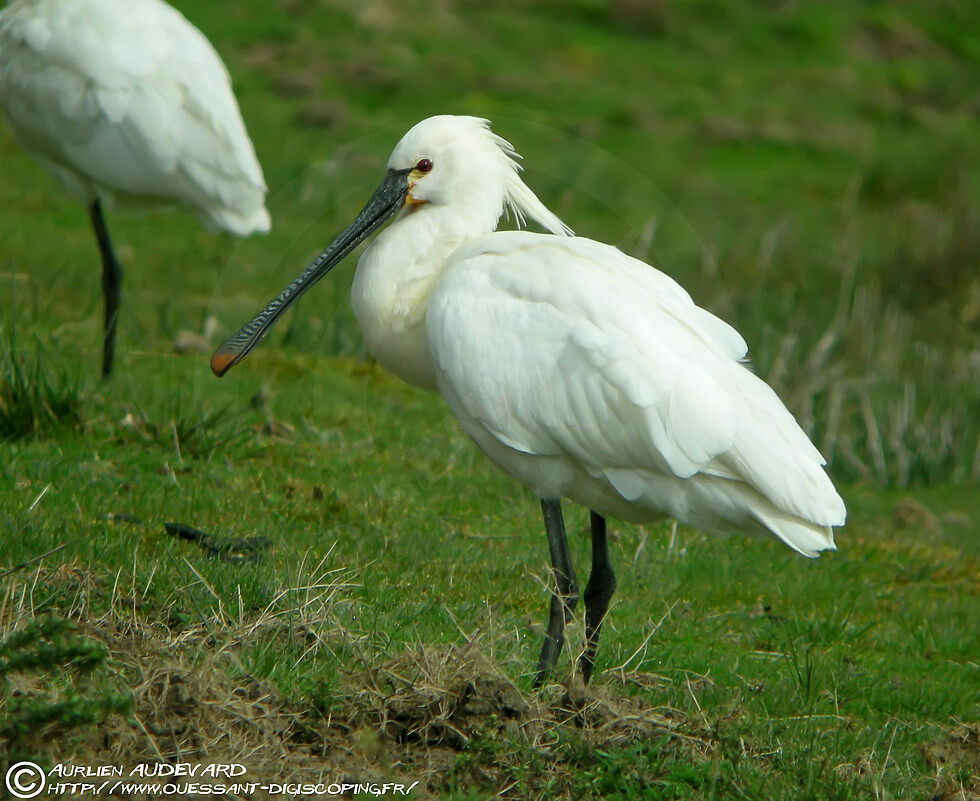 Eurasian Spoonbill