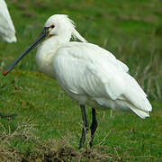 Eurasian Spoonbill