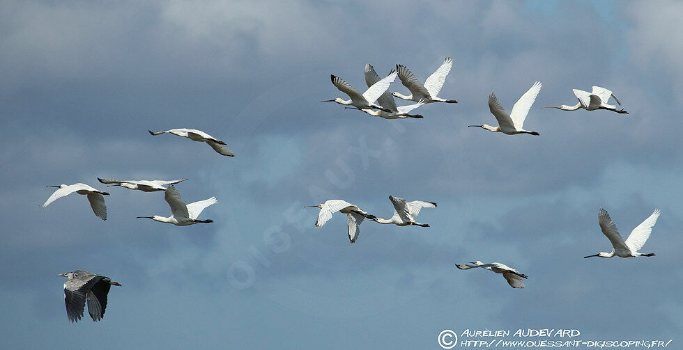 Eurasian Spoonbill